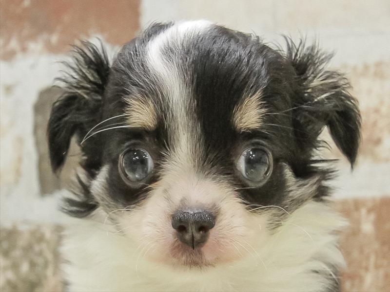 たろ犬さん専用ページ 楽天市場】ペット ゲート とおせんぼ S/M/L 屋内用 突っ張り